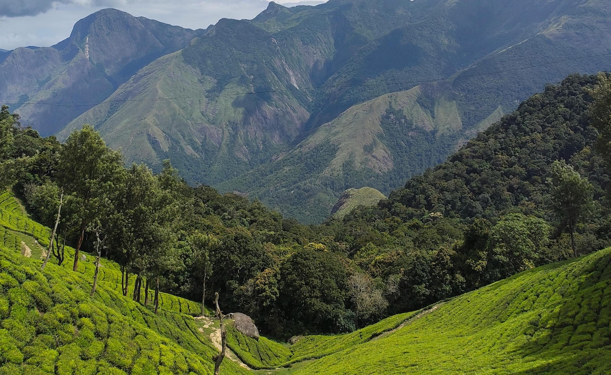 Munnar. Photo: Pexels
