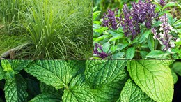 Mosquito Repellent Plants: मच्छरों से पाना चाहते हैं छुटकारा तो घर के बालकनी में लगाएं ये पौधा... मक्खी-मच्छर रहेंगे कोसों दूर