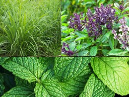 Mosquito Repellent Plants: मच्छरों से पाना चाहते हैं छुटकारा तो घर के बालकनी में लगाएं ये पौधा... मक्खी-मच्छर रहेंगे कोसों दूर