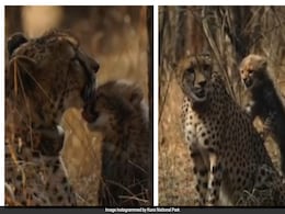 Kuno National Park Celebrates Mother's Day With Heartwarming Video Of Cheetah Moms And Cubs Kuno National Park Celebrates Mother's Day With Heartwarming Video Of Cheetah Moms And Cubs