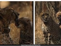 Solar-Powered Water Lift System Helps Cheetah Cubs Survive Heat In Kuno Solar-Powered Water Lift System Helps Cheetah Cubs Survive Heat In Kuno