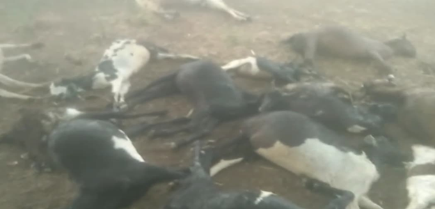 MP Weather: आकाशीय बिजली का कहर! 58 बकरियों की मौत, जानिए कैसा रहेगा मौसम