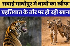 Sawai Madhopur में Tigers का खौफ जारी, हो न जाए बड़ा हादसा