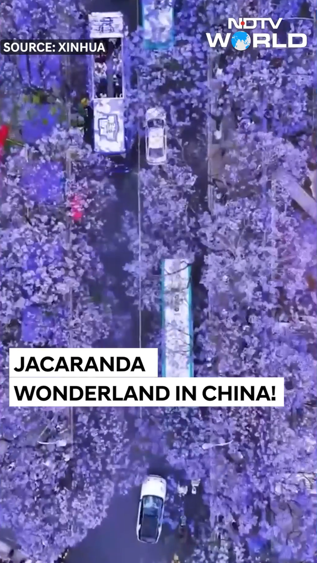 China's Floral Wonderland: Jacaranda Season In Kunming!