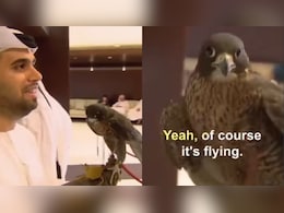 Emirati Man Flies With Pet Falcon Holding Its Own Passport. Watch Viral Video Emirati Man Flies With Pet Falcon Holding Its Own Passport. Watch Viral Video