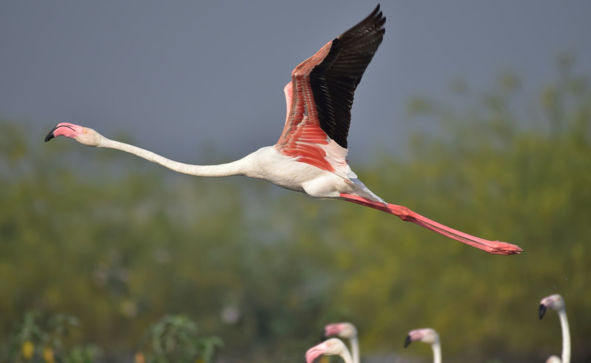 Bhigwan. Photo: Unsplash