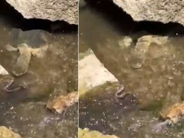 पानी में छिपकर घात लगाए बैठा था कछुआ, सांप को देखते ही ऐसे किया अटैक, 1 करोड़ लोग देखकर रह गए दंग पानी में छिपकर घात लगाए बैठा था कछुआ, सांप को देखते ही ऐसे किया अटैक, 1 करोड़ लोग देखकर रह गए दंग