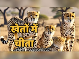 Cheetah in Kuno Update: पालतू मवेशियों के शिकार की फिराक में कूनो से निकला चीतों का झुंड, ग्रामीणों में दहशत Cheetah in Kuno Update: पालतू मवेशियों के शिकार की फिराक में कूनो से निकला चीतों का झुंड, ग्रामीणों में दहशत