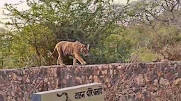 इस बाघिन के आतंक से रणथंभौर में त्रिनेत्र गणेश मंदिर मार्ग समेत 3 जोन फिर बंद, अब तक ले चुकी है 2 की जान