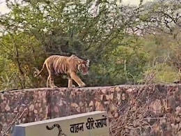इस बाघिन के आतंक से रणथंभौर में त्रिनेत्र गणेश मंदिर मार्ग समेत 3 जोन फिर बंद, अब तक ले चुकी है 2 की जान इस बाघिन के आतंक से रणथंभौर में त्रिनेत्र गणेश मंदिर मार्ग समेत 3 जोन फिर बंद, अब तक ले चुकी है 2 की जान