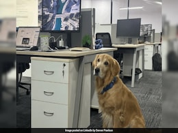 Hyderabad Startup Hires Golden Retriever As 'Chief Happiness Officer', Internet Approves Hyderabad Startup Hires Golden Retriever As 'Chief Happiness Officer', Internet Approves