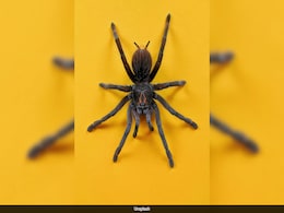 Spider Bite Leaves UK Man In 'Unbearable' Pain, Struggling To Walk Spider Bite Leaves UK Man In 'Unbearable' Pain, Struggling To Walk