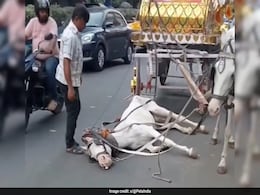 Case Filed After Video Of Carriage Horse Collapsing On Kolkata Street Goes Viral Case Filed After Video Of Carriage Horse Collapsing On Kolkata Street Goes Viral
