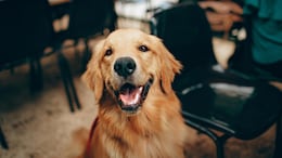 How South Korea's Dog Meat Ban Leaves Farmers And 500,000 Dogs In Limbo