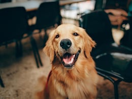 How South Korea's Dog Meat Ban Leaves Farmers And 500,000 Dogs In Limbo How South Korea's Dog Meat Ban Leaves Farmers And 500,000 Dogs In Limbo