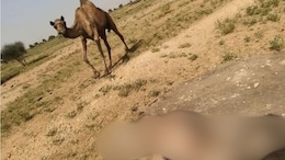 Baby Camel Falls In Tank Searching For Water, Dies. Helpless Mother Watches