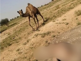Baby Camel Falls In Tank Searching For Water, Dies. Helpless Mother Watches Baby Camel Falls In Tank Searching For Water, Dies. Helpless Mother Watches