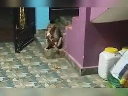 एमपी के इस गांव में बंदर का आतंक, ग्रामीण और मवेशियों को काटा; गाय-भैंस ने दूध देना किया बंद