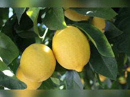 Rajasthan: अमरुद की बागवानी से हुआ मोहभंग, अब भरतपुर के किसान क्यों अपना रहे हैं नींबू की बागवानी ?  Rajasthan: अमरुद की बागवानी से हुआ मोहभंग, अब भरतपुर के किसान क्यों अपना रहे हैं नींबू की बागवानी ?