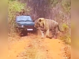 Video: खूंखार बाघ को देख डर से कांप उठा लोगों का कलेजा, बोले- बाघ और जीप का साइज तो देखिए जरा Video: खूंखार बाघ को देख डर से कांप उठा लोगों का कलेजा, बोले- बाघ और जीप का साइज तो देखिए जरा