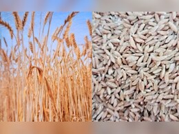 अफसर बना किसान... नौकरी छोड़ 3000 साल पुराने किस्म के गेहूं की करने लगे खेती, डिमांड ऐसी कि दोगुना लाभ कमा रहे सैकड़ों किसान