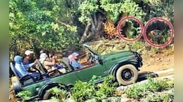 Ranthambhore: रणथंभौर में बाघ के हमले ने बढ़ाई चिंता, प्रतिबंधित क्षेत्रों में अधिकारी चहेतों को करवा रहे सफारी