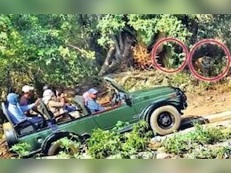 Ranthambhore: रणथंभौर में बाघ के हमले ने बढ़ाई चिंता, प्रतिबंधित क्षेत्रों में अधिकारी चहेतों को करवा रहे सफारी Ranthambhore: रणथंभौर में बाघ के हमले ने बढ़ाई चिंता, प्रतिबंधित क्षेत्रों में अधिकारी चहेतों को करवा रहे सफारी