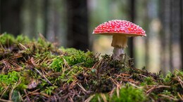 Deadly Fungus Could Kill Millions In Asia, Europe And The Americas, Study Warns