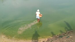 भारत के इस शहर में एशिया का सबसे बड़ा मछली पालन केंद्र, हर साल तैयार हो रहे 42 करोड़ स्पाम