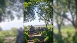 Video: Rhino Charges At Tourists' Jeep At Assam National Park