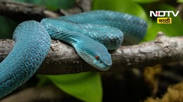 Snake Scam: बापरे! एकाच व्यक्तीचा 30 वेळा मृत्यू अन् थेट करोडपती, हादरवणारा 'स्नेक स्कॅम' उघडकीस
