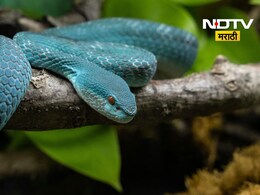 Snake Scam: बापरे! एकाच व्यक्तीचा 30 वेळा मृत्यू अन् थेट करोडपती, हादरवणारा 'स्नेक स्कॅम' उघडकीस Snake Scam: बापरे! एकाच व्यक्तीचा 30 वेळा मृत्यू अन् थेट करोडपती, हादरवणारा 'स्नेक स्कॅम' उघडकीस