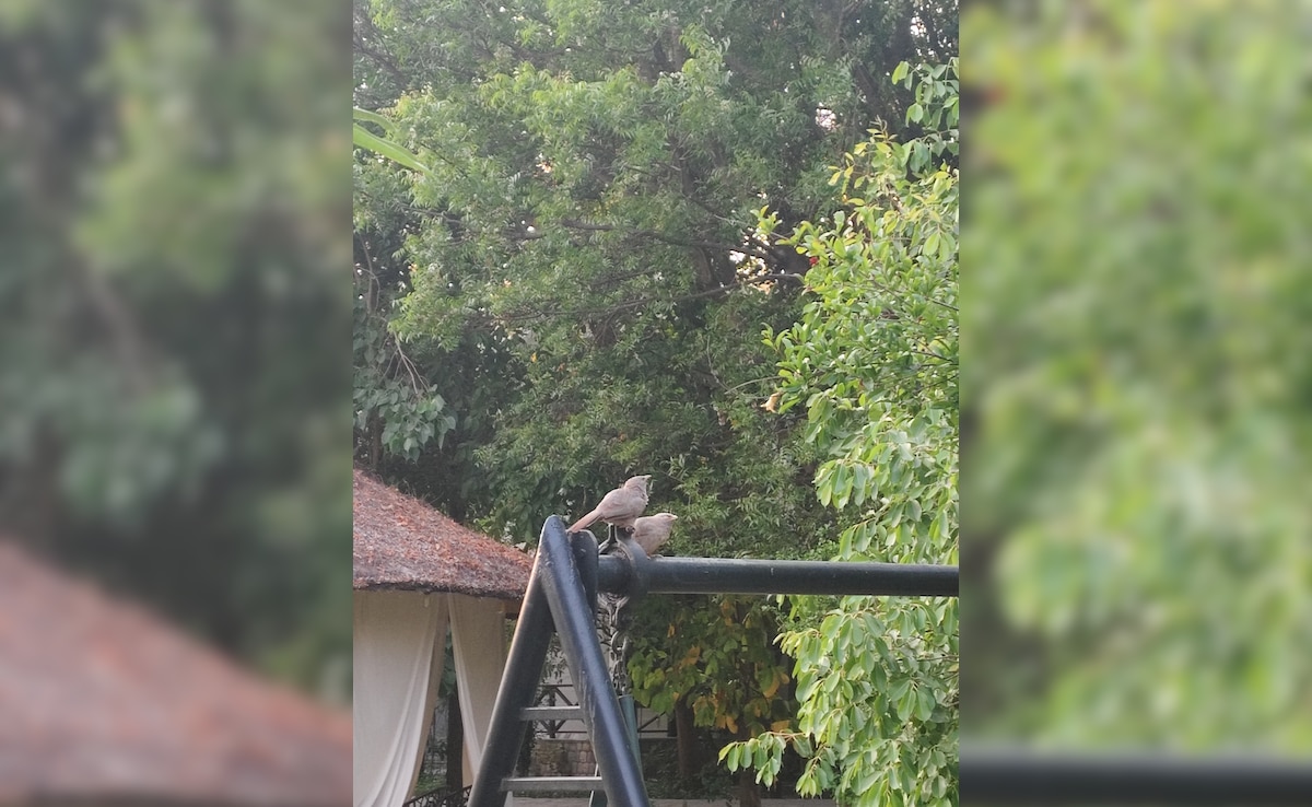 Grey babblers. Photo: Author Grey babblers. Photo: Author