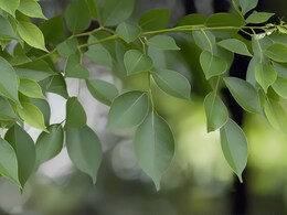 महिलाओं के लिए अमृत से कम नहीं शीशम, इन स्वास्थ्य समस्याओं का रामबाण समाधान