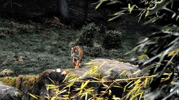 Planning Jungle Safari? Top 10 Dos And Don'ts For Thrilling Wildlife Experience