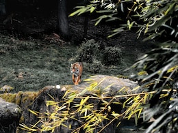 Planning Jungle Safari? Top 10 Dos And Don'ts For Thrilling Wildlife Experience