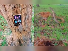 सांप को बिल से बाहर निकालने के लिए शख्स ने किया खतरनाक जुगाड़, यूजर्स बोले- यूट्यूब का ऐसा इस्तेमाल पहली बार देखा सांप को बिल से बाहर निकालने के लिए शख्स ने किया खतरनाक जुगाड़, यूजर्स बोले- यूट्यूब का ऐसा इस्तेमाल पहली बार देखा