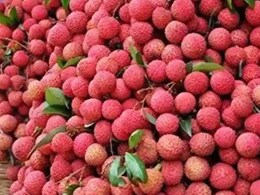 Litchi season : APMC मध्ये लिचीच्या हंगामाला सुरुवात, आवक वाढल्याने दरही घसरणार