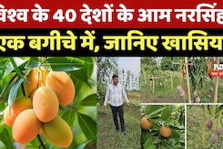 Mango Park: विश्व के 40 देशों के आम एक बगीचे में, नरसिंहपुर का Fruit Sweet Park क्यों है चर्चा में?