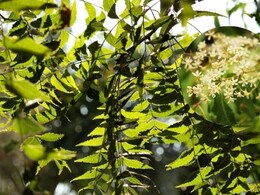Neem Flower Benefits: नीम की पत्ती ही नहीं, फूल भी है औषधीय गुणों का खजाना, हीटवेव हो या अपच, मिलती है चुटकियों में राहत Neem Flower Benefits: नीम की पत्ती ही नहीं, फूल भी है औषधीय गुणों का खजाना, हीटवेव हो या अपच, मिलती है चुटकियों में राहत