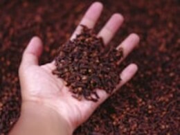 चली गयी ठण्ड, आ गयी गर्मी, यहाँ जान लें क्या खाने से ठंडा रहेगा तन और मन, कैसे लौंग देगी फायदा