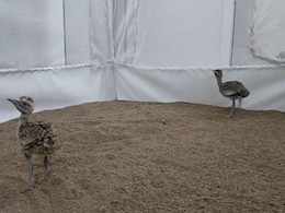 'ऑपरेशन सिंदूर' के बाद जैसलमेर से गोडावण के 9 चूजे भेजे गए अजमेर 'ऑपरेशन सिंदूर' के बाद जैसलमेर से गोडावण के 9 चूजे भेजे गए अजमेर