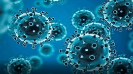 Aspergillus fumigatus is the most common cause of invasive aspergillosis