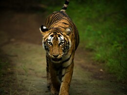 Why Ranthambore Tiger Reserve Is Such A Hit With Luxury Travellers And Hoteliers