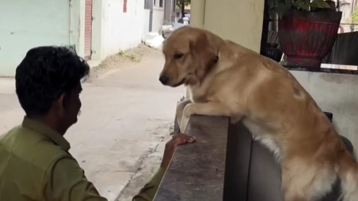 Watch: Dog Demands Banana "Tax" From Fruit Vendor, Internet Can't Get Enough