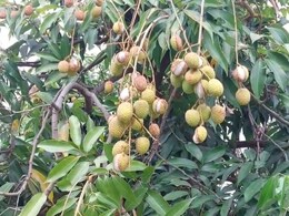 Litchi Farming : लीची की खेती से बरस रहा मुनाफा... जशपुर में हुई बंपर पैदावार, अन्य राज्यों तक भी हो रहा एक्सपोर्ट