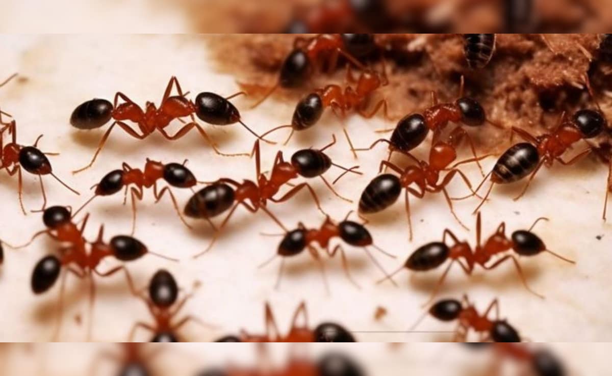 Latest and Breaking News on NDTV Latest and Breaking News on NDTV