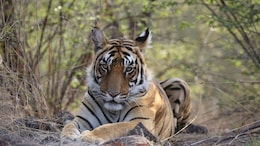 10 Best Tiger Reserves In India For A Safari And Luxury Resorts To Stay At In Each