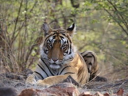 10 Best Tiger Reserves In India For A Safari And Luxury Resorts To Stay At In Each 10 Best Tiger Reserves In India For A Safari And Luxury Resorts To Stay At In Each