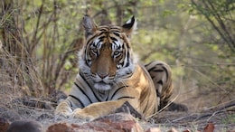 Third Kill In 2 Months, Tiger Attacks Temple Caretaker In Ranthambore